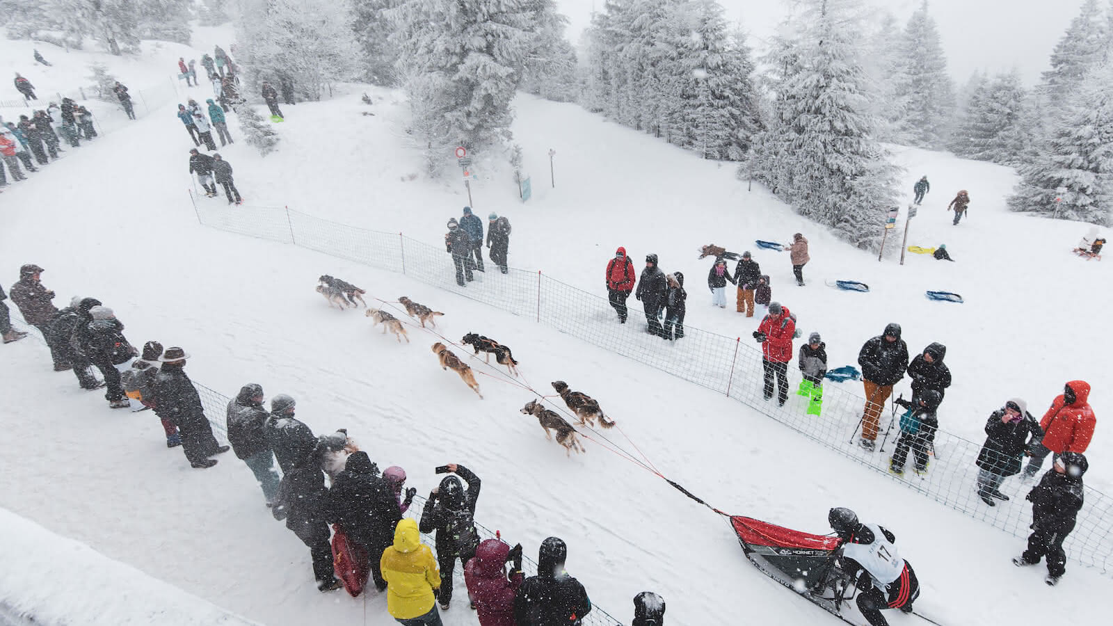 Course De Chiens De Traîneaux Visit Alsace