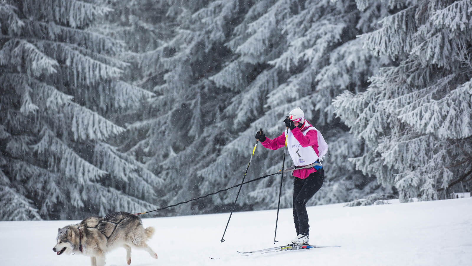 Course De Chiens De Traîneaux Visit Alsace