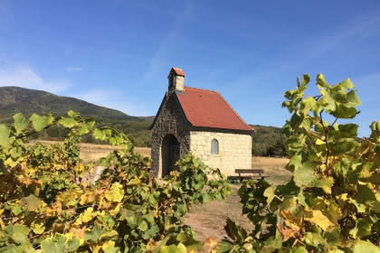 ©Tharcise MEYER - Syndicat viticole de Cernay et Environs