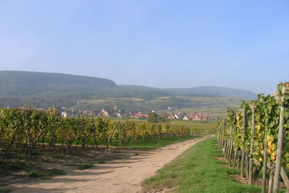 La promenade du Grand Cru Goldert, Pays de Rouffach, Vignobles et Châteaux, Haut-Rhin, Alsace
